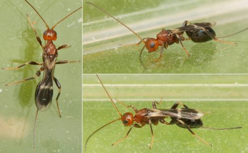 Réf. 198 483 : Spathius sp.